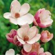 Magnolia Satisfaction >300cm, T60